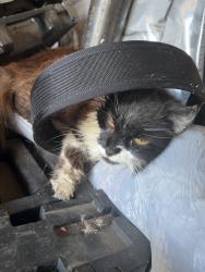 Found/Stray Unknown Cat last seen Roselle & Rose Brook Stop Sign, Riverbank, CA 95367