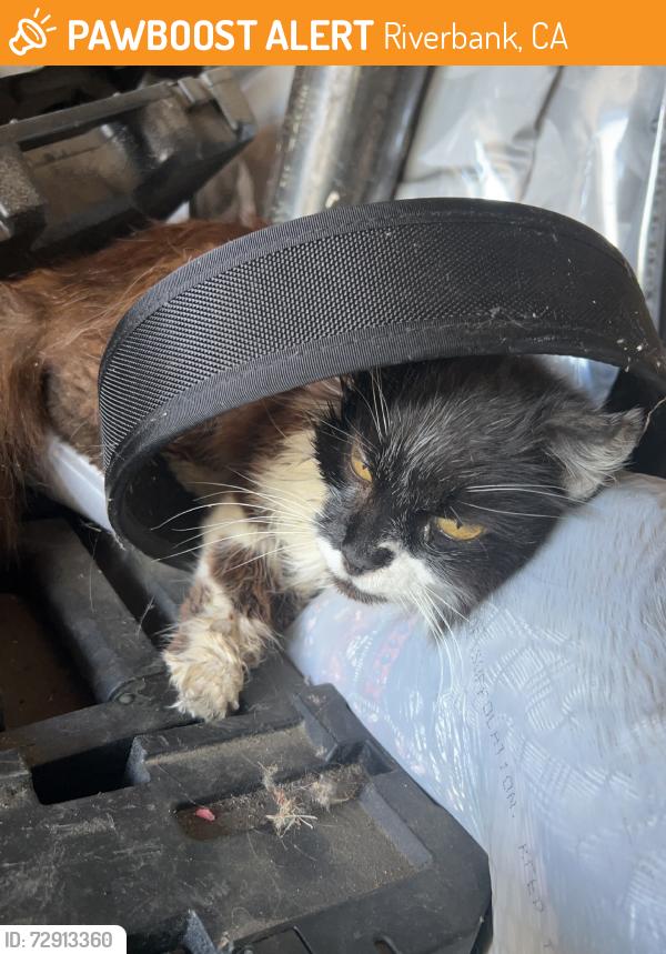 Found/Stray Unknown Cat last seen Roselle & Rose Brook Stop Sign, Riverbank, CA 95367