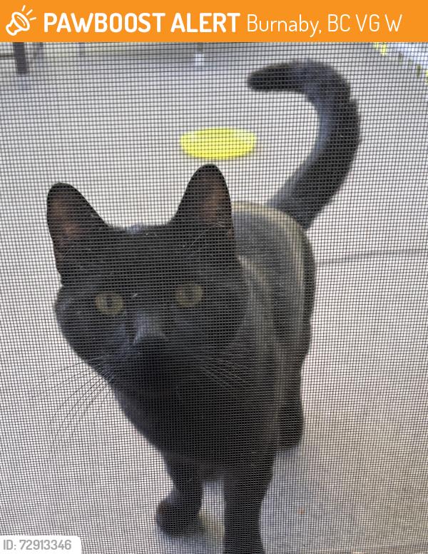Found/Stray Male Cat last seen Price and smith, Burnaby, BC V5G 2W4