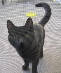 Found/Stray Male Cat last seen Price and smith, Burnaby, BC V5G 2W4
