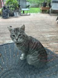 Found/Stray Male Cat last seen 214th Street & 112th Street, Bonney Lake, WA 98391
