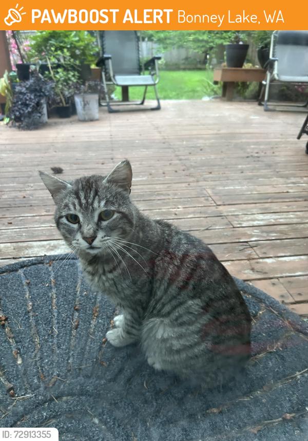 Found/Stray Male Cat last seen 214th Street & 112th Street, Bonney Lake, WA 98391
