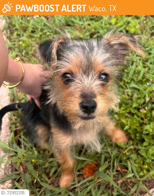 Found/Stray Unknown Dog last seen Shipleys , Waco, TX 76710