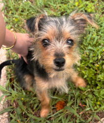 Found/Stray Unknown Dog last seen Shipleys , Waco, TX 76710