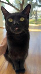 Reunited Female Cat last seen San Juan and 7th Ave, Los Angeles, CA 90291