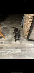 Reunited Male Dog last seen Dawes Lane N and Belmont Park Dr, Theodore, AL 36582