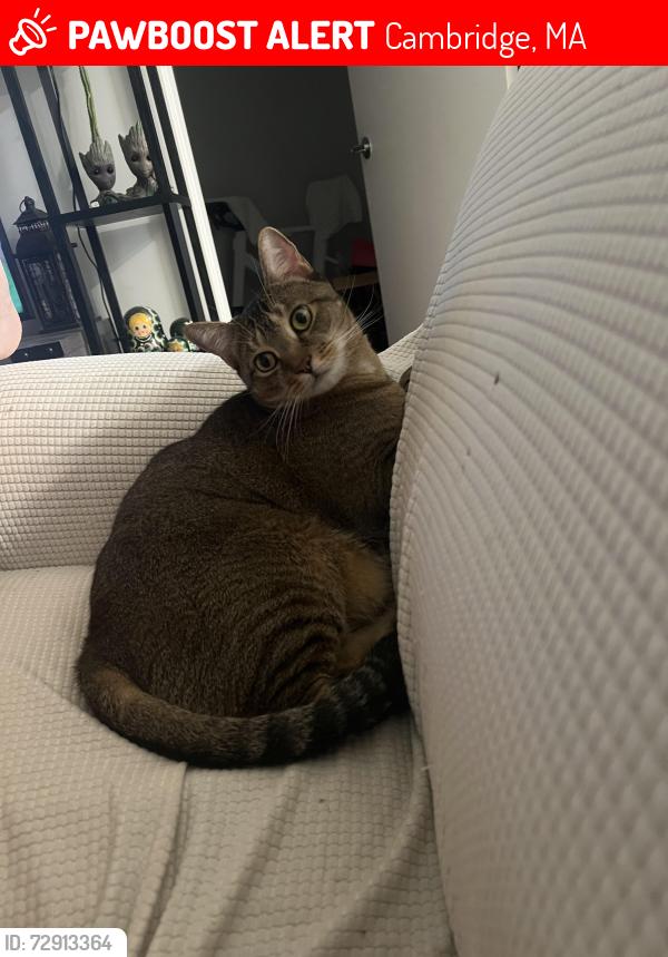 Lost Male Cat last seen Western Ave, Cambridge, MA 02139