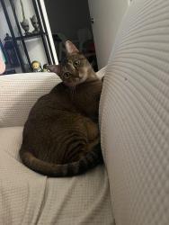 Lost Male Cat last seen Western Ave, Cambridge, MA 02139