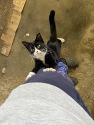 Found/Stray Unknown Cat last seen South Road in Genoa City, WI near the Mobile gas station. , Genoa City, WI 53128