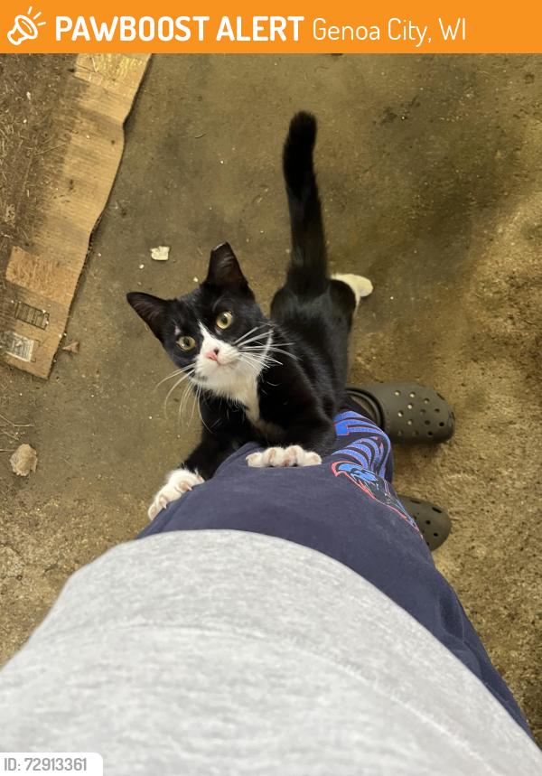 Found/Stray Unknown Cat last seen South Road in Genoa City, WI near the Mobile gas station. , Genoa City, WI 53128