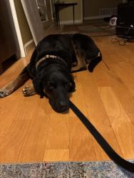 Reunited Female Dog last seen Park Forest, San Antonio, TX 78230