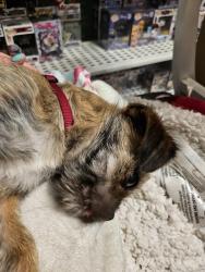 Reunited Male Dog last seen 95th pl and new England ave , Oak Lawn, IL 60453