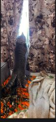 Lost Male Cat last seen Near old joppa rd joppa md 21085, Joppatowne, MD 21085