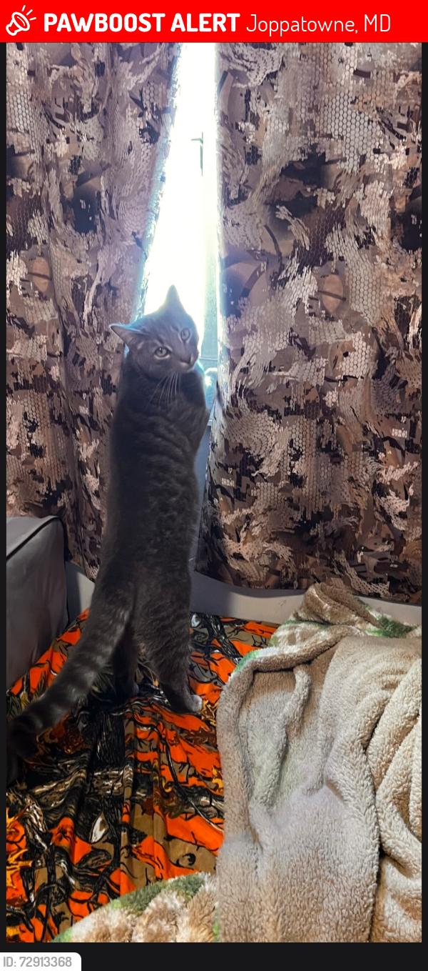 Lost Male Cat last seen Near old joppa rd joppa md 21085, Joppatowne, MD 21085