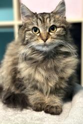 Lost Female Cat last seen Tapawingo & Hillcrest, Vienna, VA 22180