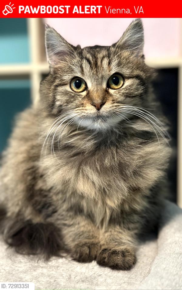 Lost Female Cat last seen Tapawingo & Hillcrest, Vienna, VA 22180