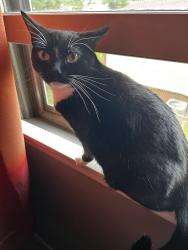 Reunited Female Cat last seen 88th Terr & North Oak, Kansas City, MO 64155