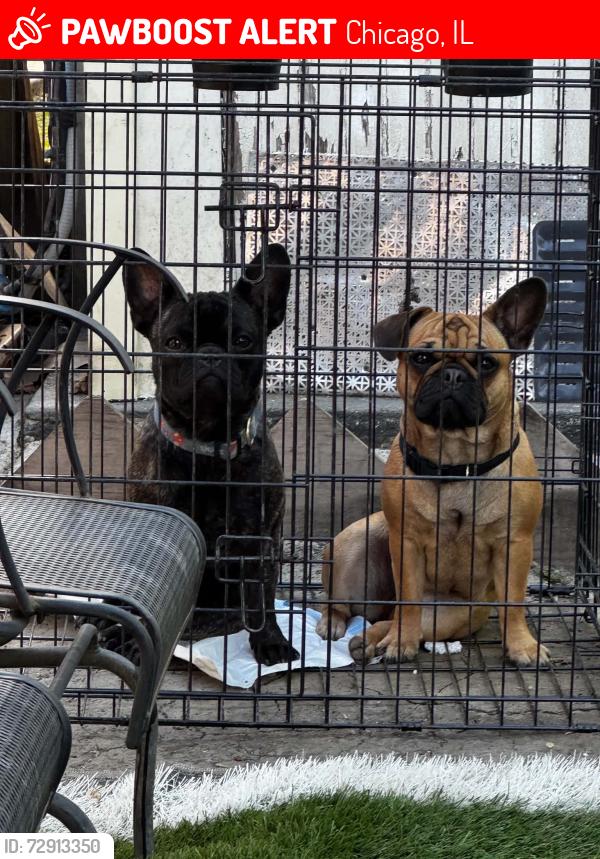 Lost Male Dog last seen Near south millard avenue, Chicago, IL 60623