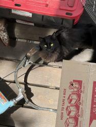 Found/Stray Unknown Cat last seen Store one corner of Lincoln and forest , Milwaukee, WI 53204