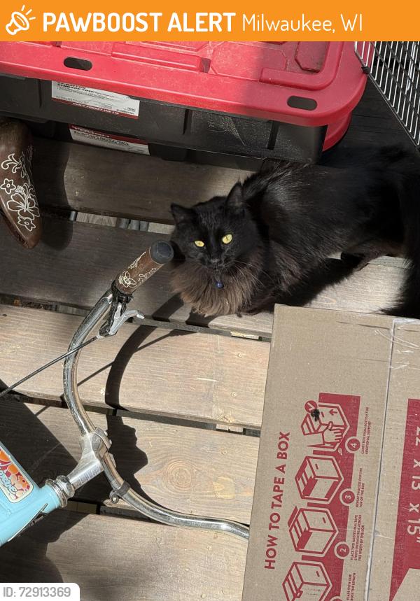 Found/Stray Unknown Cat last seen Store one corner of Lincoln and forest , Milwaukee, WI 53204