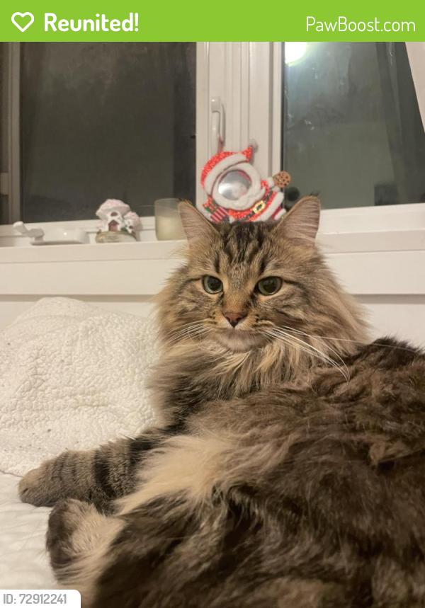 Reunited Male Cat last seen cassiar street, Vancouver, BC 