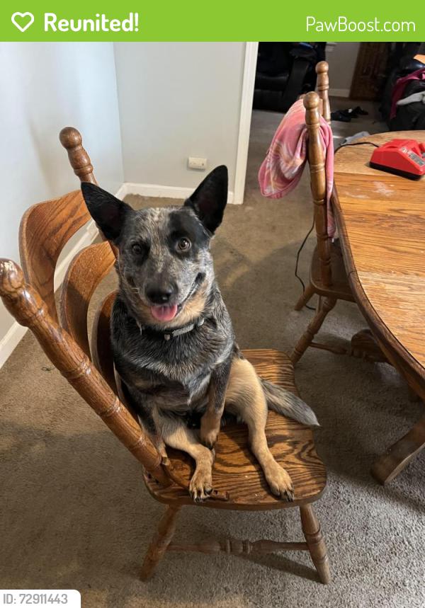 Reunited Male Dog last seen Vineyard Ave and Turney, Cleveland, OH 44105