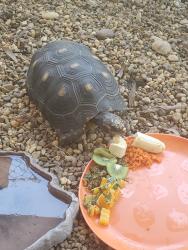 Lost Male Other last seen Pioneer road and Sand Run road, Palm Beach County, FL 33413