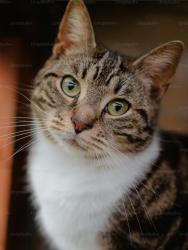 Lost Female Cat last seen The avenue leigh, Greater Manchester, England WN7