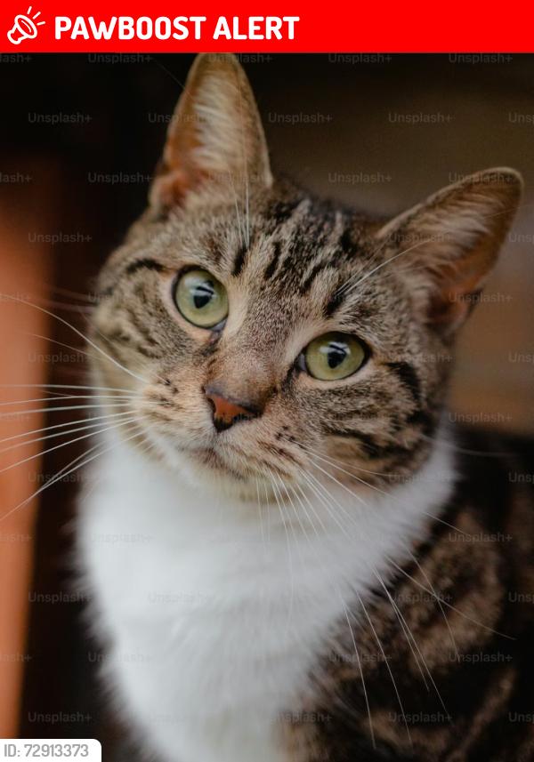 Lost Female Cat last seen The avenue leigh, Greater Manchester, England WN7
