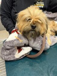 Shelter Stray Female Dog last seen Gastonia, NC 28056, Gastonia, NC 28052