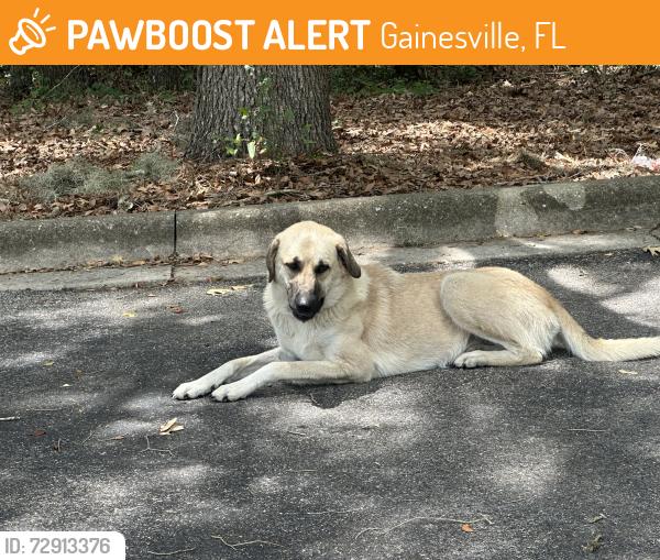 Found/Stray Unknown Dog last seen Back of the parking lot for haven hoe, Gainesville, FL 32606