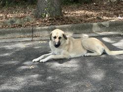 Found/Stray Unknown Dog last seen Back of the parking lot for haven hoe, Gainesville, FL 32606
