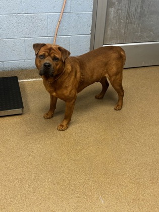Shelter Stray Male Dog last seen Near LATCHWOOD DRIVE Lithonia, 30038, 30038, GA, Atlanta, GA 30341