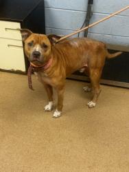 Shelter Stray Male Dog last seen , GA , Atlanta, GA 30341