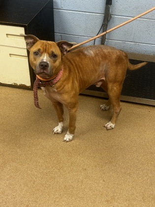 Shelter Stray Male Dog last seen , GA , Atlanta, GA 30341