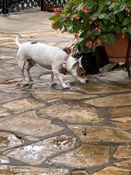 Reunited Male Dog last seen Talley & Pedernales, Alamo Ranch, TX 78253