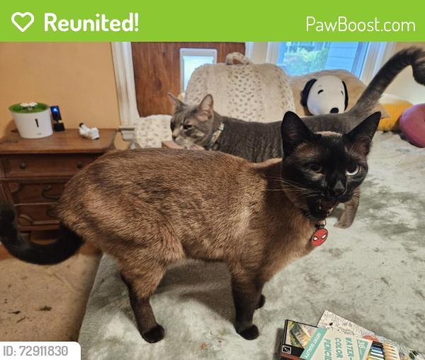 Reunited Male Cat last seen Academy Street and Lindsey street , Rural Hall, NC 27045