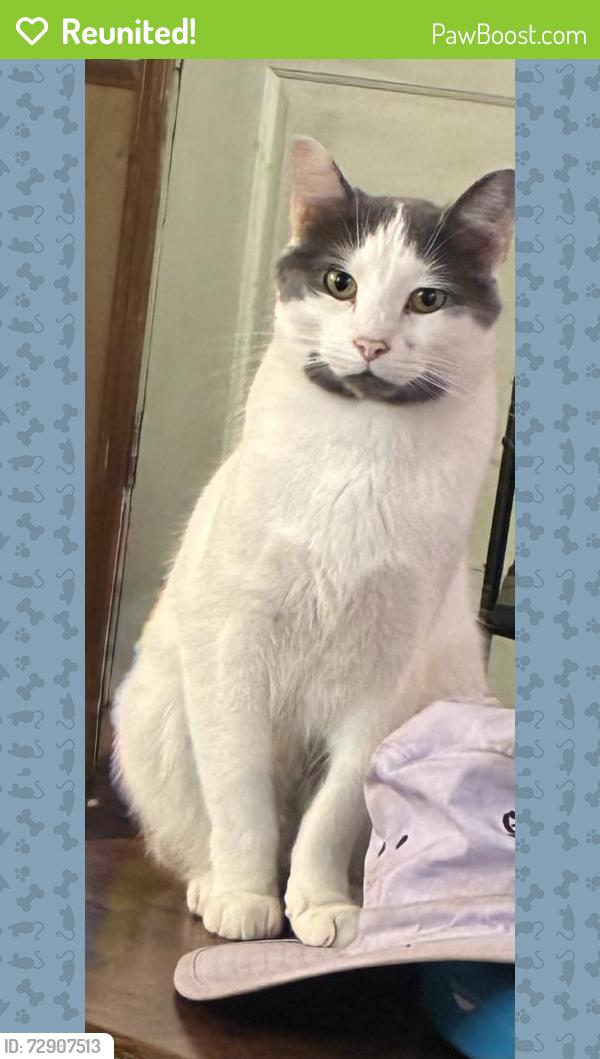 Reunited Male Cat last seen Little Dug Gap Rd, Louisville, TN 37777