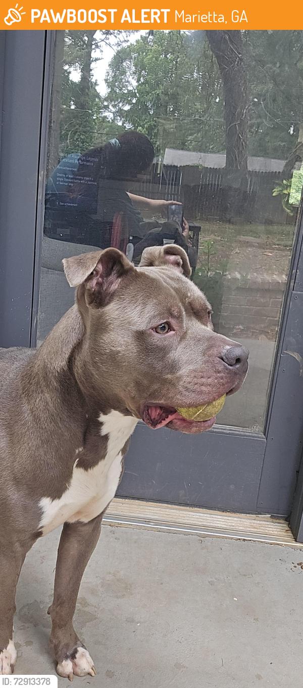 Found/Stray Male Dog last seen On Amanda Lane near the locked side gate to Bellingham apmts, Marietta, GA 30062