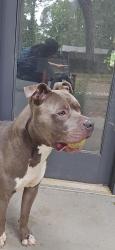 Found/Stray Male Dog last seen On Amanda Lane near the locked side gate to Bellingham apmts, Marietta, GA 30062