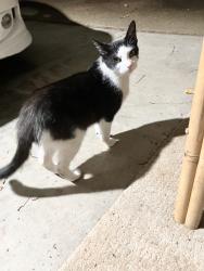 Found/Stray Unknown Cat last seen Norman Chapel Rd NW at Peerless rd, Cleveland, TN 37312