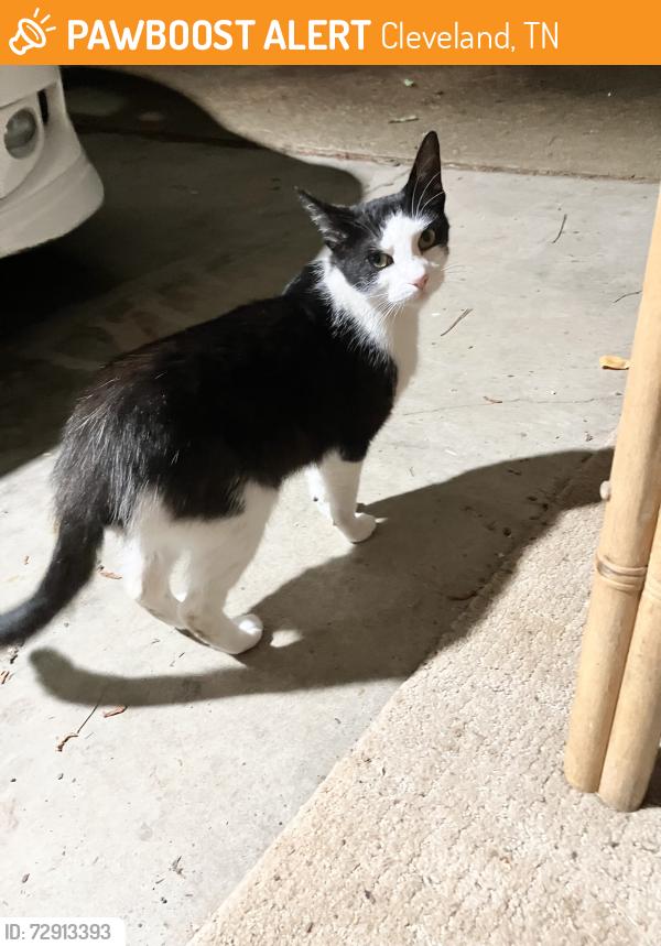Found/Stray Unknown Cat last seen Norman Chapel Rd NW at Peerless rd, Cleveland, TN 37312