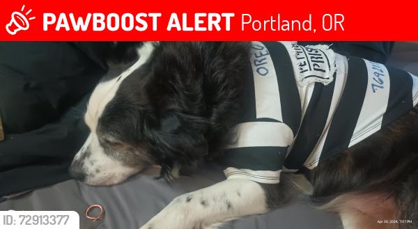 Lost Male Dog last seen 115th Harold , Portland, OR 97266