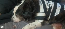 Lost Male Dog last seen 115th Harold , Portland, OR 97266