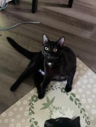 Lost Male Cat last seen Ran behind Dunkin’ Donuts and Firestone , Cincinnati, OH 45255