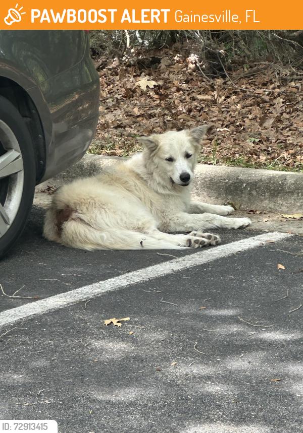 Found/Stray Unknown Dog last seen At the back of the haven hoe parking lot, Gainesville, FL 32606