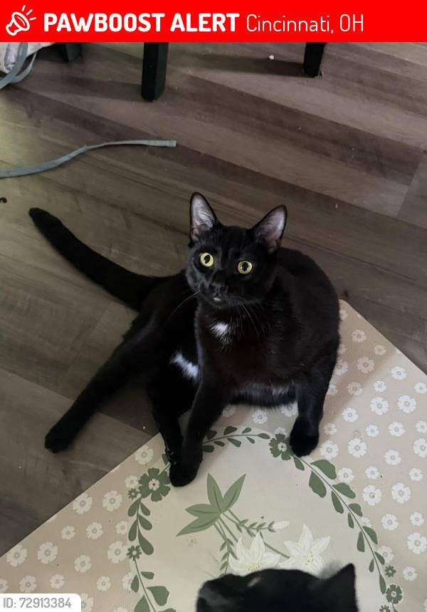 Lost Male Cat last seen Ran behind Dunkin’ Donuts and Firestone , Cincinnati, OH 45255