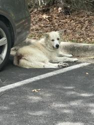 Found/Stray Unknown Dog last seen At the back of the haven hoe parking lot, Gainesville, FL 32606