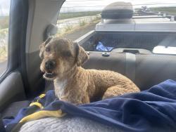 Found/Stray Male Dog last seen Mare island cosway, Vallejo, CA 94590
