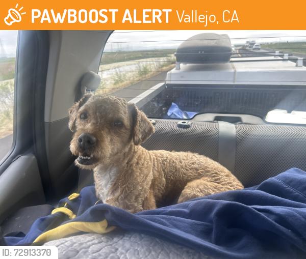 Found/Stray Male Dog last seen Mare island cosway, Vallejo, CA 94590